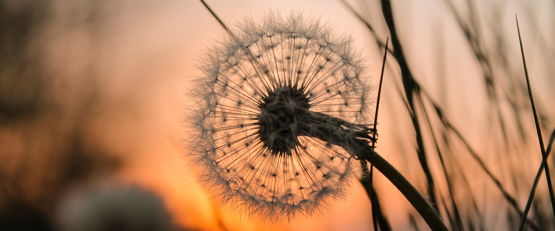 Pusteblume mit Sonnenuntergang im Hintergrund