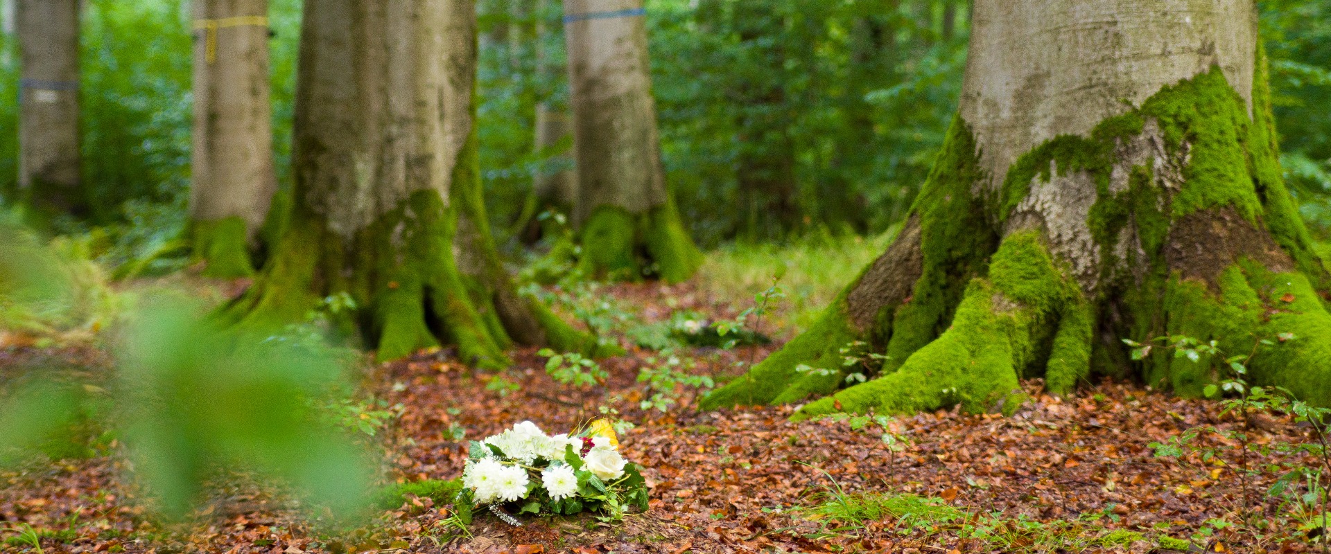 Ruheforst nach einer Waldbestattung in Magdeburg