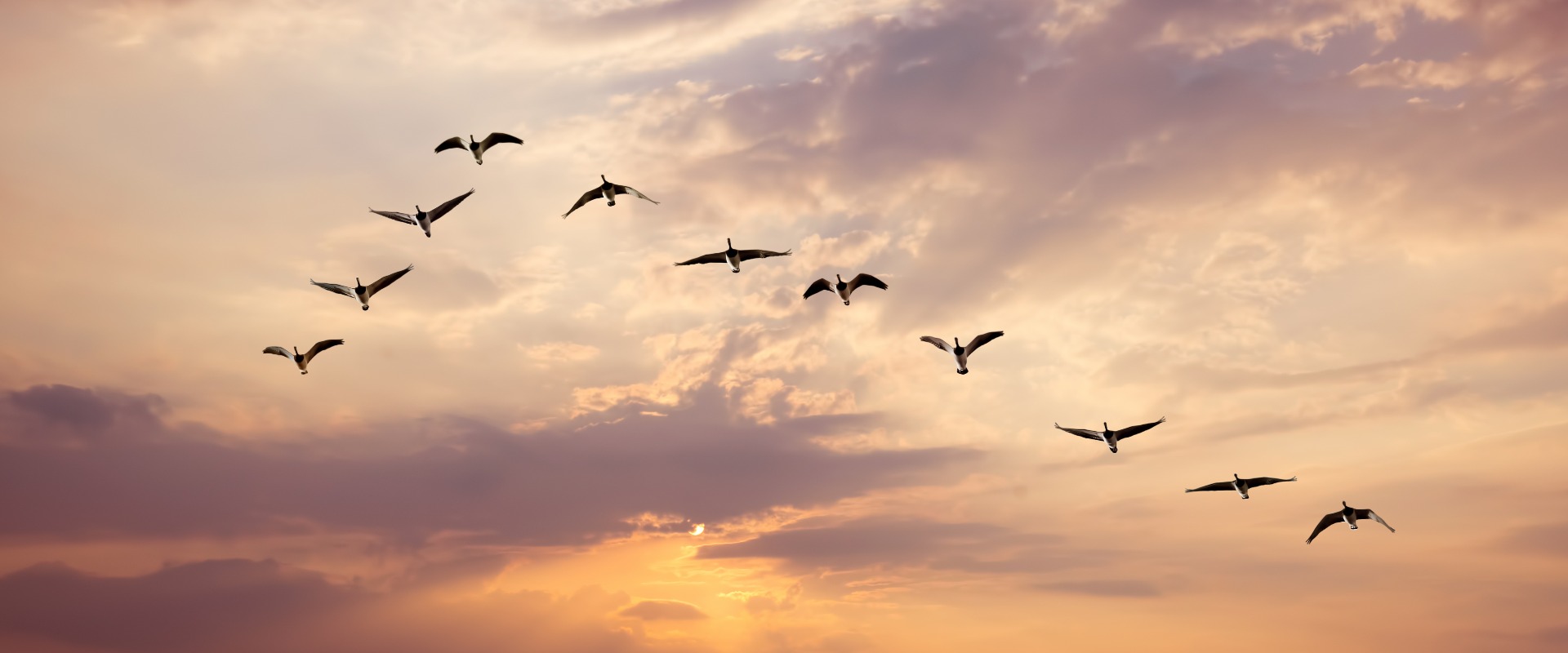 V Muster eines Vogelschwarms am Himmel